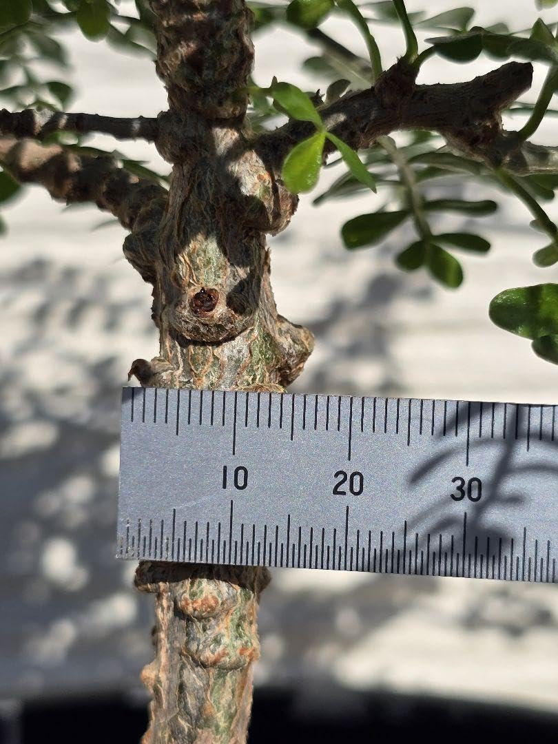 Amazon.co.jp: オペルクリカリア パキプス 実生 4年 ホビーグッズ : ホビー