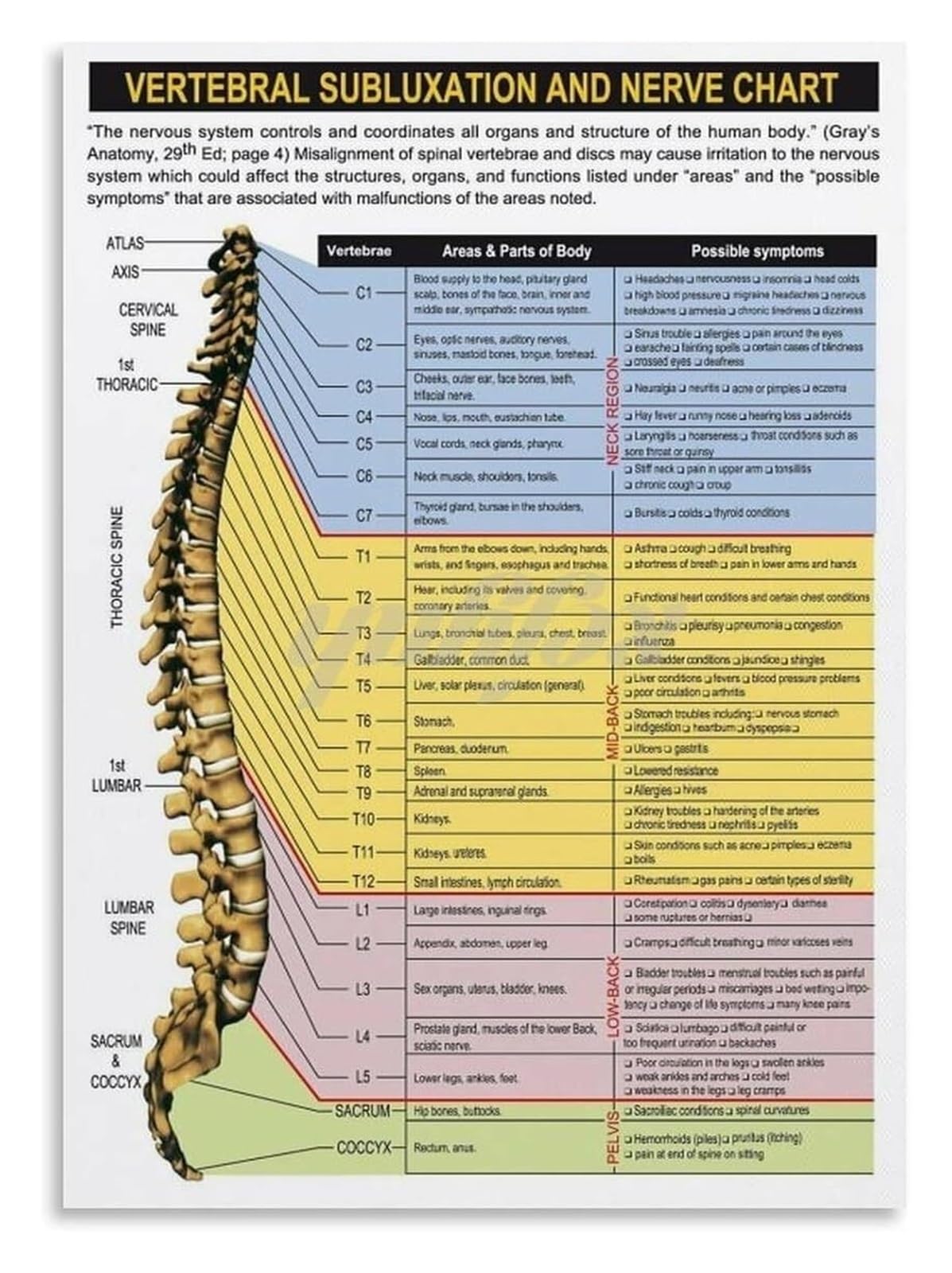 ICYJRFHLTF Detailed Spine and Nervous System Diagram Educational Print Anatomy Wall-Art for Science Classroom Clinic Decor 8 X 12 in
