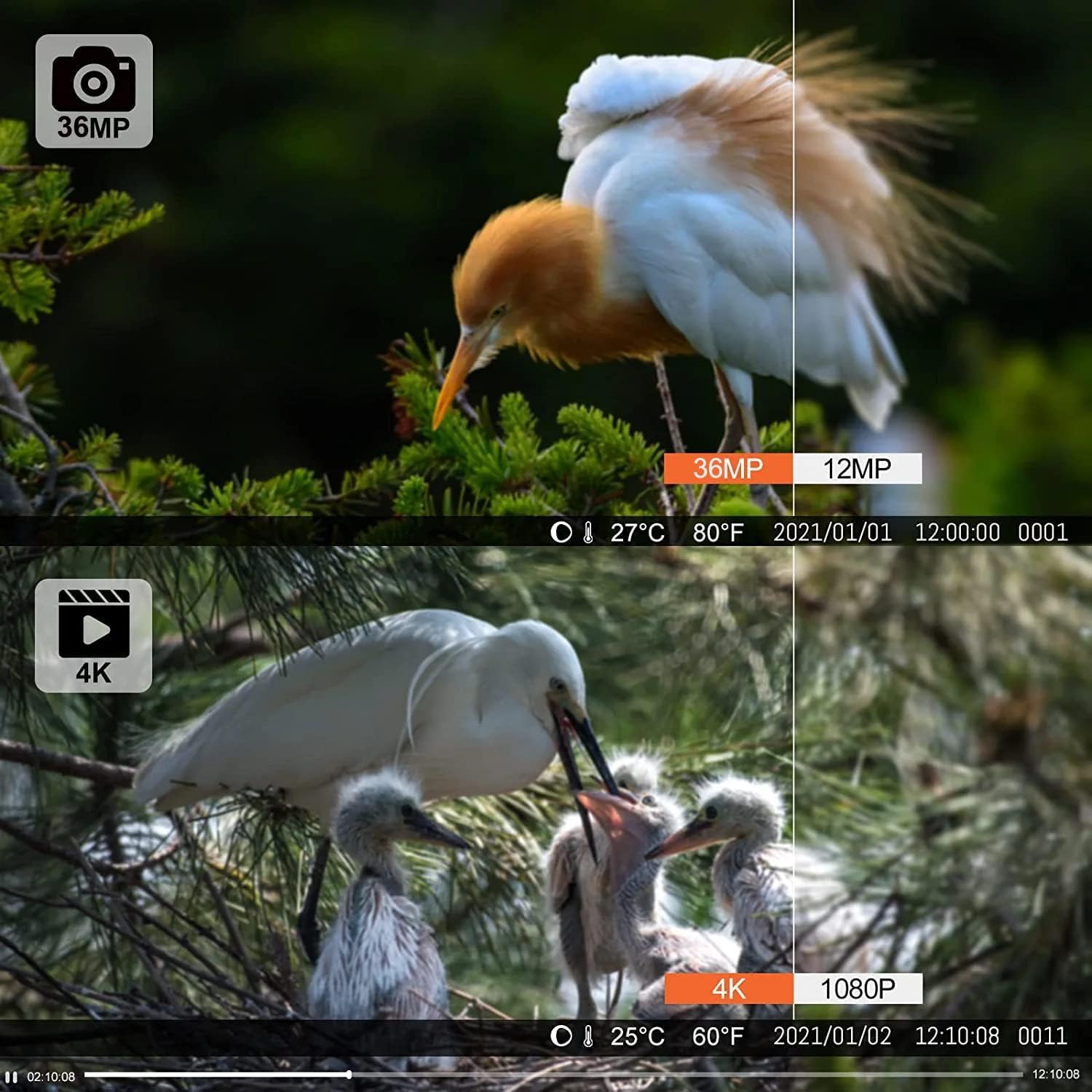 Caméra de Chasse WiFi Bluetooth App, 36MP 4K Camera Chasse avec Vision Nocturne Infrarouge, Vitesse de Déclenchement 0.2s, IP66 Étanche Piege Photographique, Carte Mémoire 32GB (WiFi812Pro)