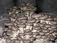 Vista 2 de Hongos ostra esporas no GMO Heirloom 100 semillas