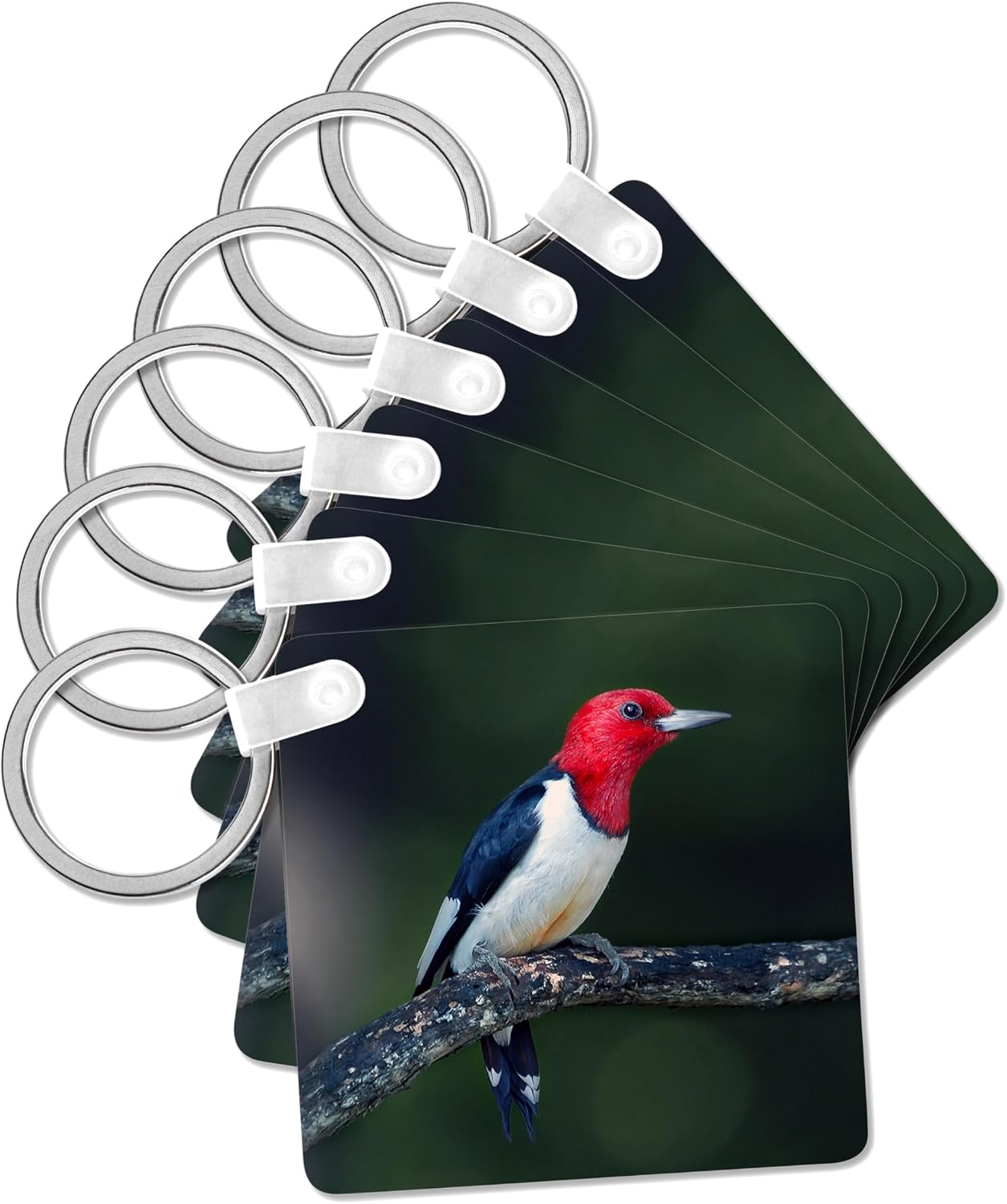 3dRose, A red-headed woodpecker on the branch of a tree posing for the camera., Key Chain