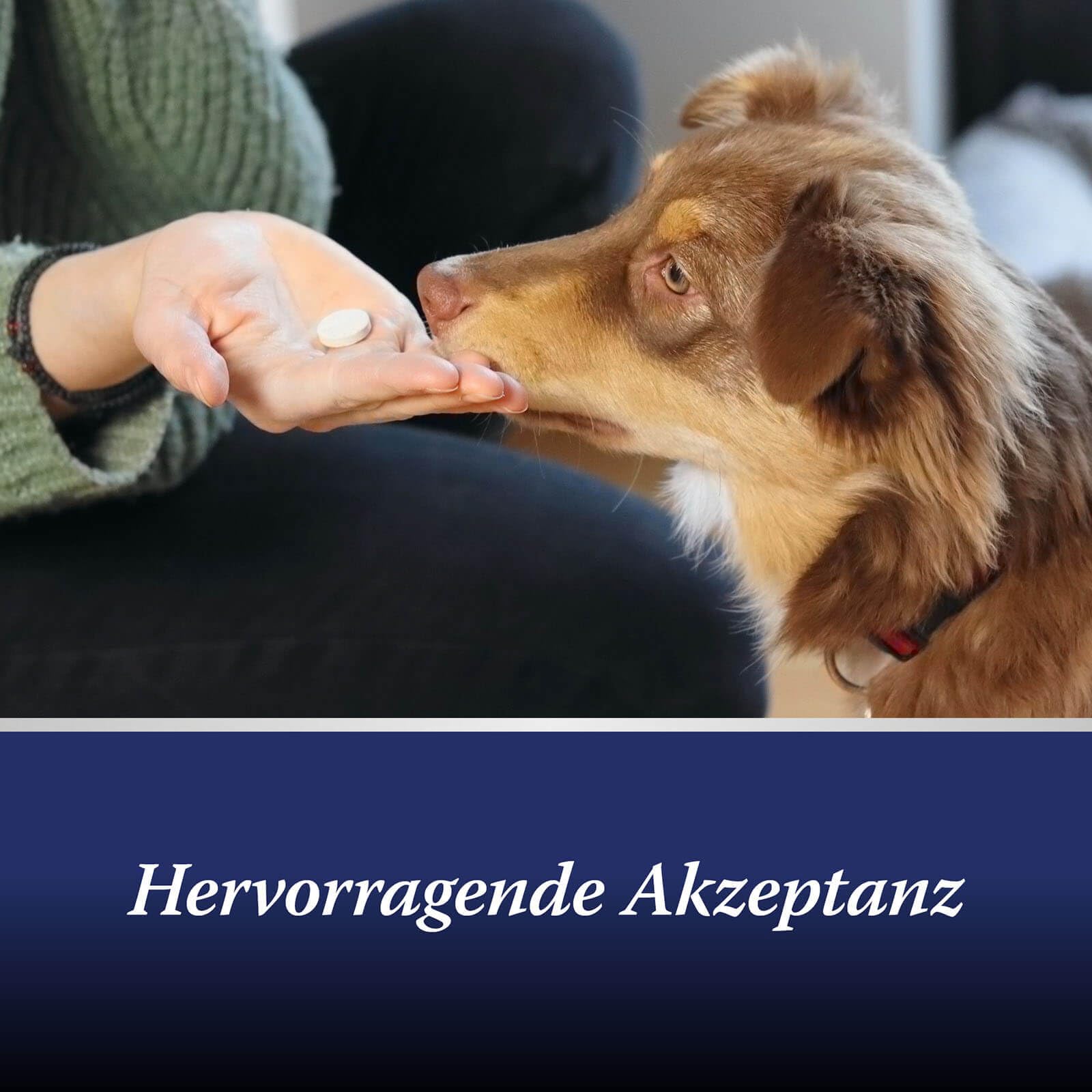 Canosept 2 x Gelenktabletten Hund - Einzigartige Rezeptur: Mit Grünlippmuschel, Glucosamin, Kollagen - Hervorragende Akzeptanz - 160 Tabletten