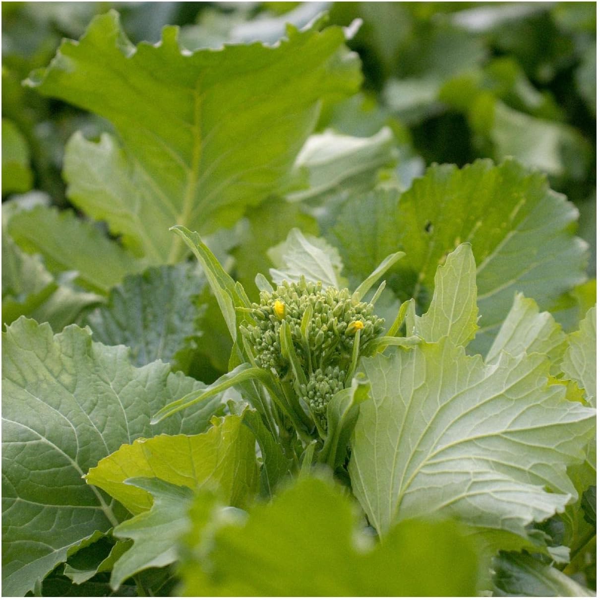 Everwilde Farms - 1/4 Lb Organic Rapinni Spring Raab Broccoli Seeds - Gold Vault