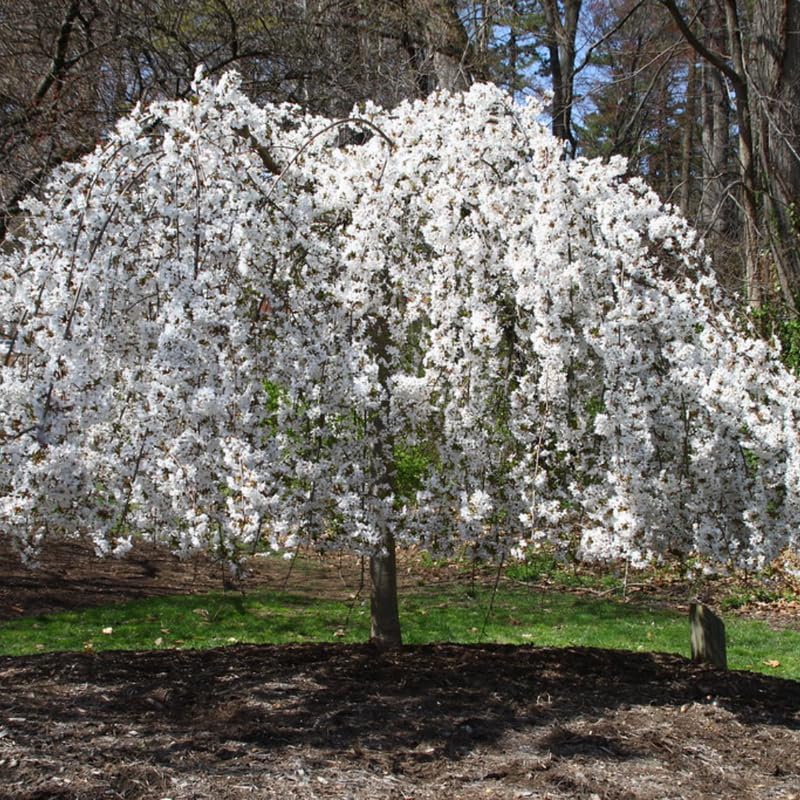 2 Weeping Cherry Blossom Tree Plants, Dwarf Cherry Blossom Tree Plant, 8 to 10 Inch Tall Cherry Flower Plant in Pot, Perennial Cherry Blossom for Outdoor Garden