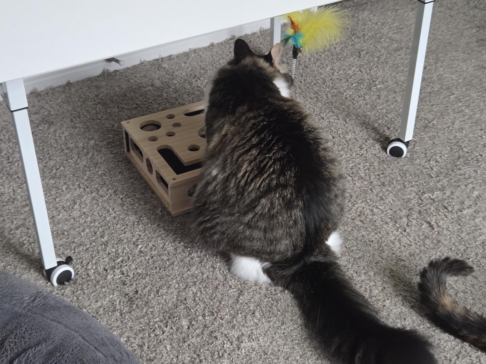 Emily's cat photo