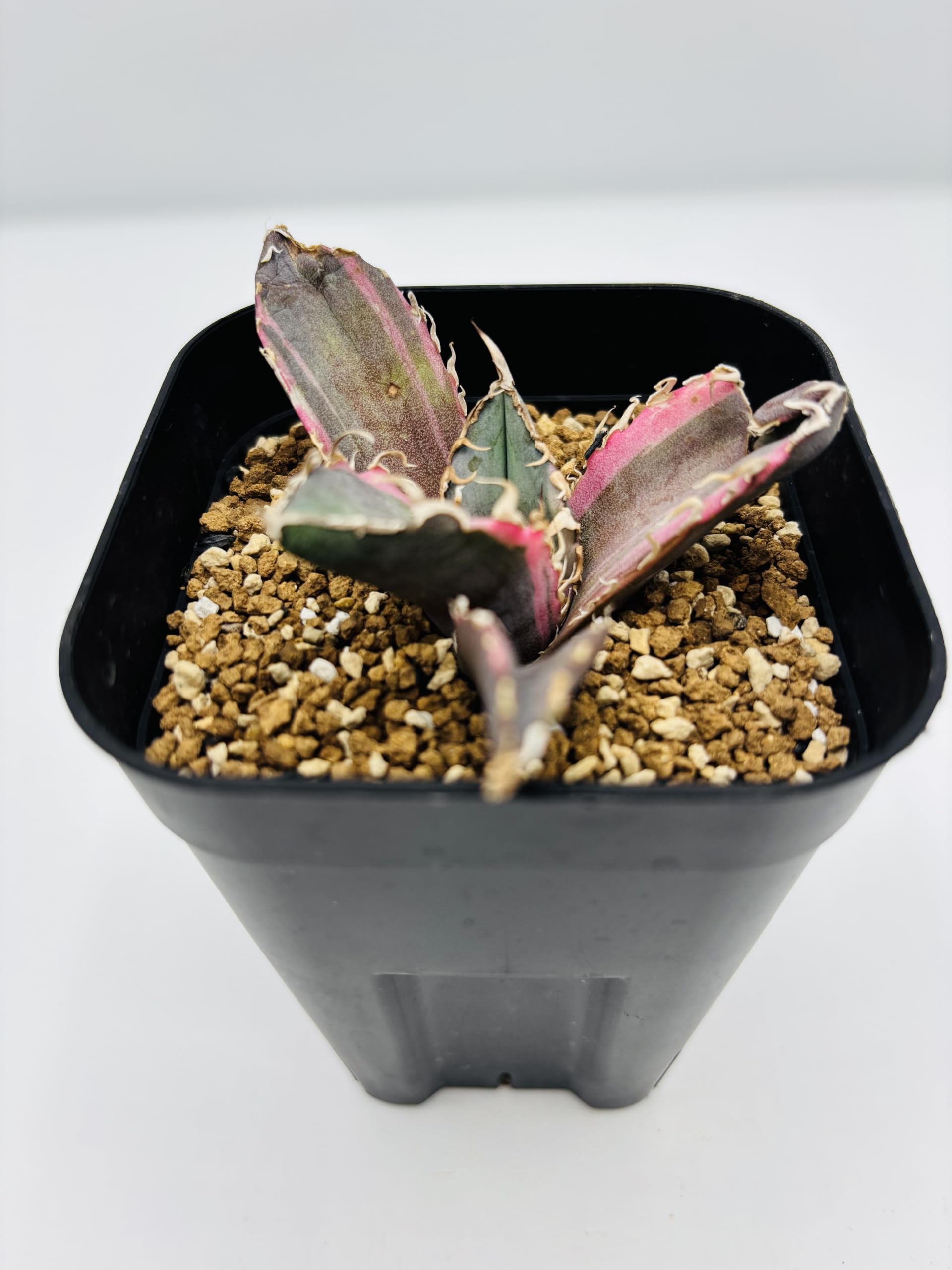 Amazon｜アガベ チタノタ 白鯨 (ハクゲイ)/ Agave titanota 'White