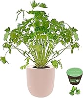 Vista 7 de Kit de cerámica rosa para cultivo de hierbas hidropónicas, kit de iniciación de jardín de cocina con riego automático con semillas orgánicas