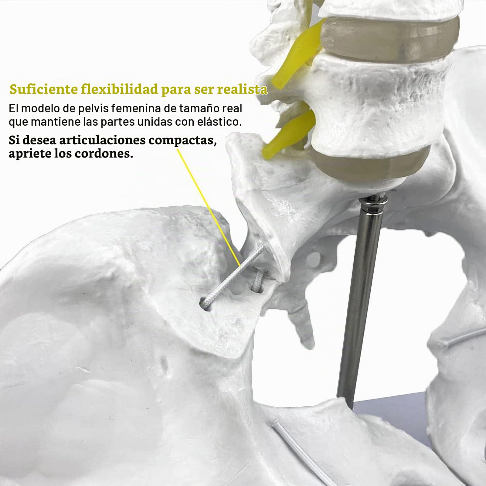 Genérico Modelo Flexible de Pelvis Femenina con Cabezas de fémur y articulaciones móviles, Pelvis Femenina de tamaño Real con Base de Apoyo, para la educación sobre el Parto
