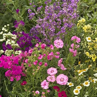 Ferry-Morse Bumblebee Buffet Bulk Wildflower Seeds, 290,000+, 1 lb