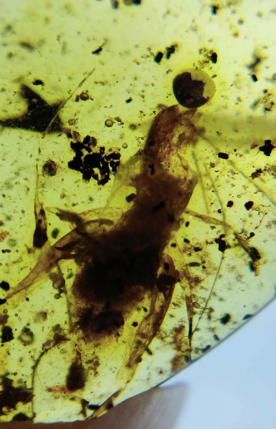 Burmese burmite Cretaceous Beautiful Cricket Insect Fossil Amber Myanmar