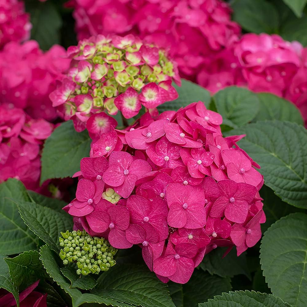 Endless Summer Hydrangea Summer Crush Hydrangea, 1 Gallon, Hot Pink Blooms with Green Foliage