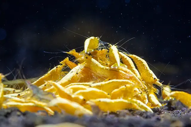 AquaBreedingSkill 10 Yellow Crested Cream Neocaridina Shrimp - Live Aquarium Garnalen
