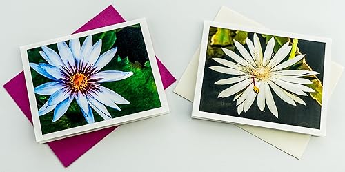 Miniatura 101 de Blooming Flowers – Orquídea Phalaenopsis – Tarjetas fotográficas de alta gama, pesadas y suaves, 8 con 10 sobres de colores, juego en caja