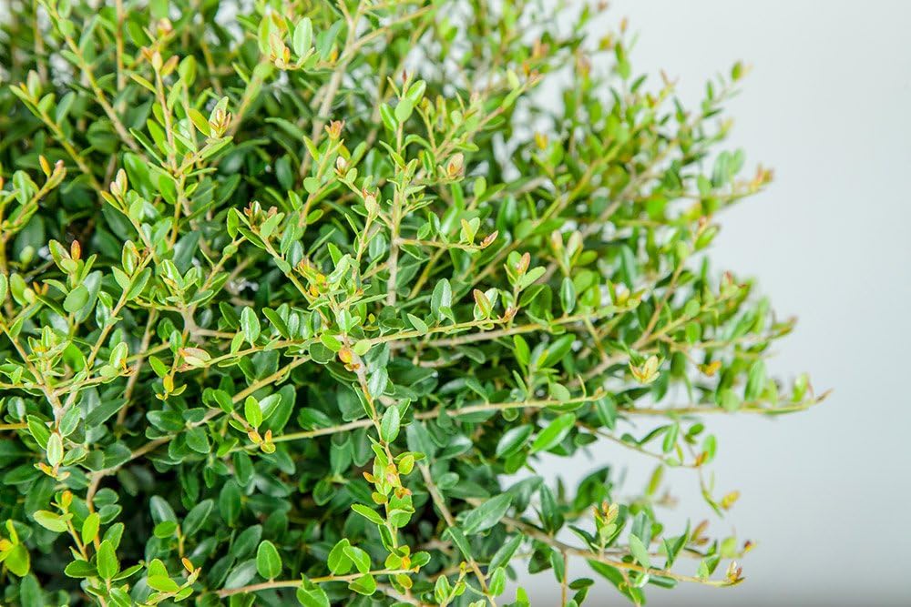 Schilling Holly 3 Gallon