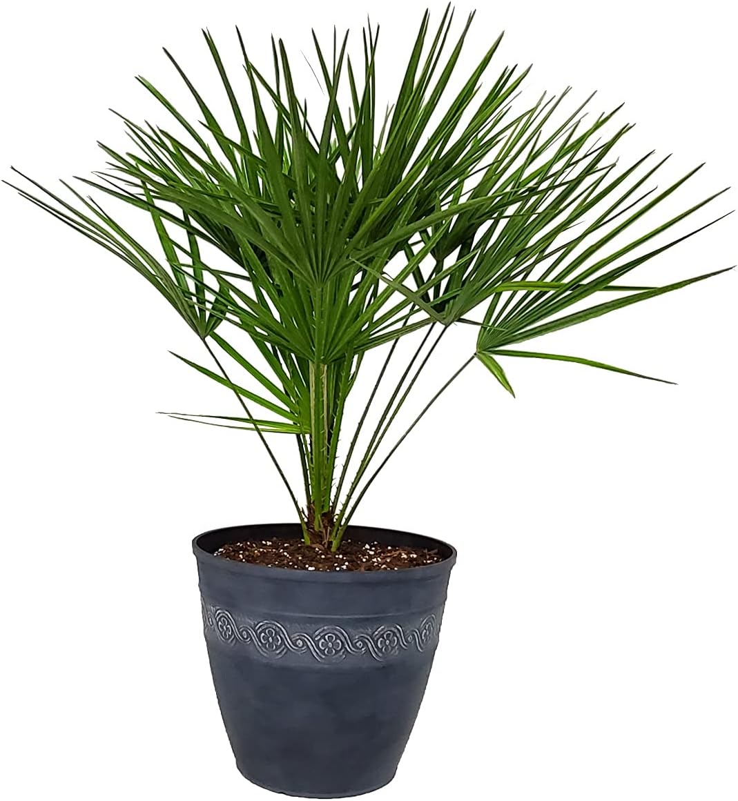 European Fan Palm with Resin Pot and Soil - Live Palm Tree Plant Kit - 2 Bags of Outdoor Soil and Pot - Overall Height 30" to 36" (Corinthian Storm)