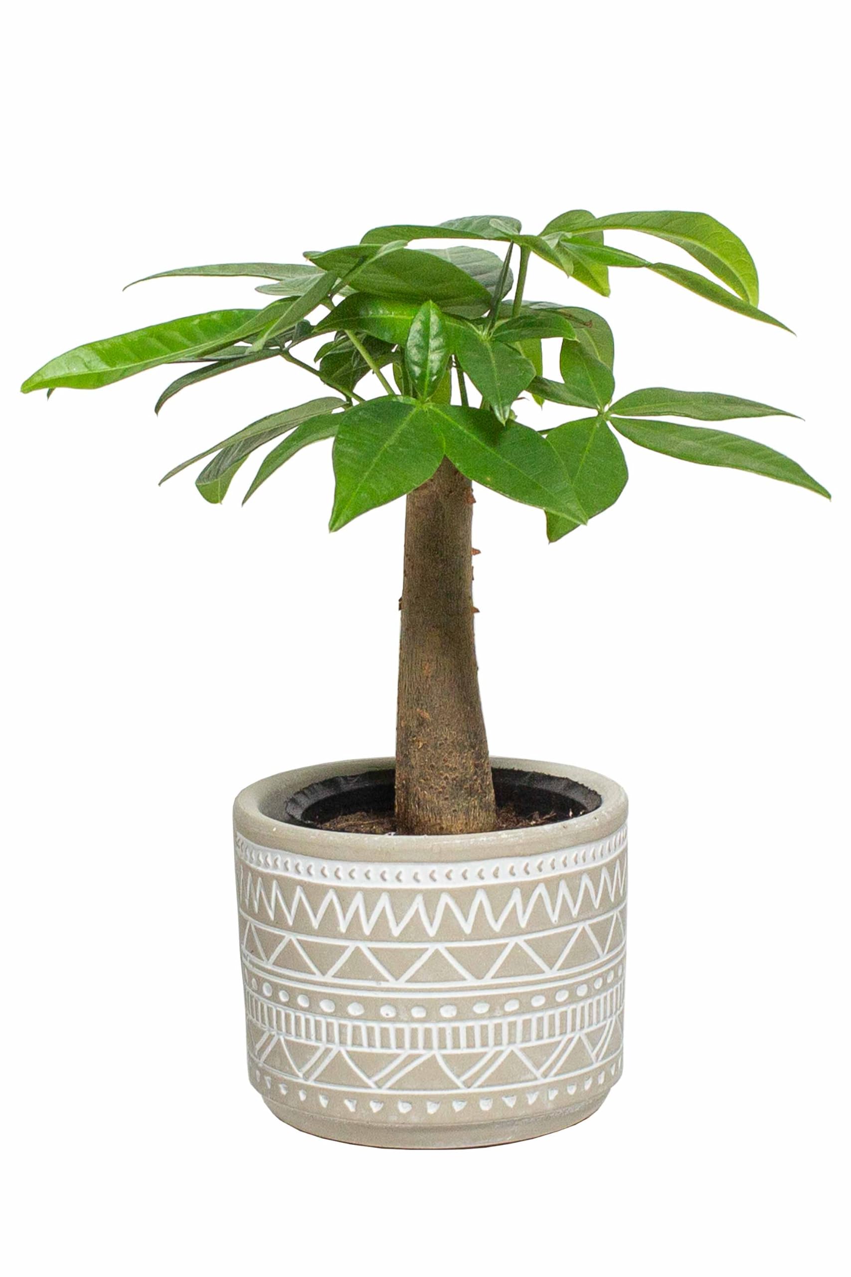 Amazon｜[ miipas ] パキラ 観葉植物 ミニ 小さい 本物 【初心者
