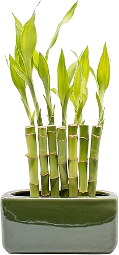 Miniatura 5 de Lucky Bamboo Wall of Zen - Tallos de bambú de la suerte de 8 pulgadas con maceta de cerámica en relieve planta de interior para la buena suerte la