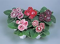 Vista 2 de Generic 100 semillas de flores Gloxinia rosa bebé