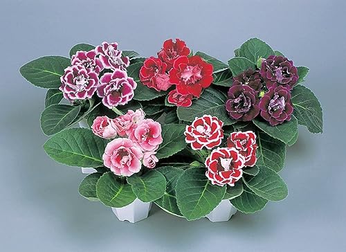 Miniatura 4 de Generic 100 semillas de flores Gloxinia azul crema