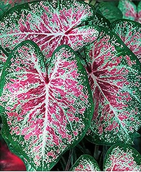 Pink Cloud Caladium Bulbs - Bare Root Bulb - Soft Pink and Green Foliage - Hardy in Zones 9-11 - Perfect for Shaded Gardens and Containers