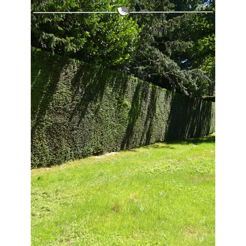Gemeine Heimische Eibe Taxus baccata 200-225 cm. 8 Heckenpflanzen.  Eibenhecke : Amazon.de: Garten