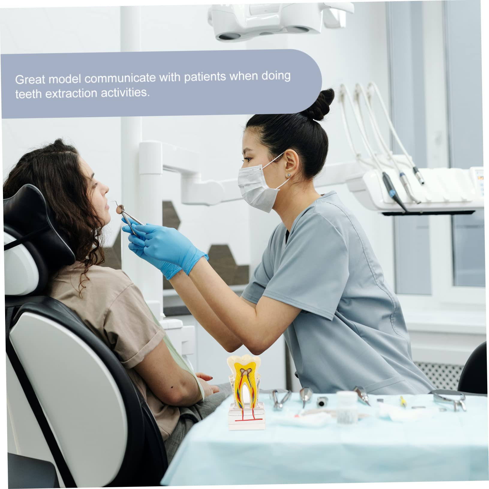 PRETYZOOM 6volte Modello Di Denti Dentali Modello Di Studio Per Per Lezioni Di Odontoiatria Dimostrazione Di Impianto e Protesi Fissa