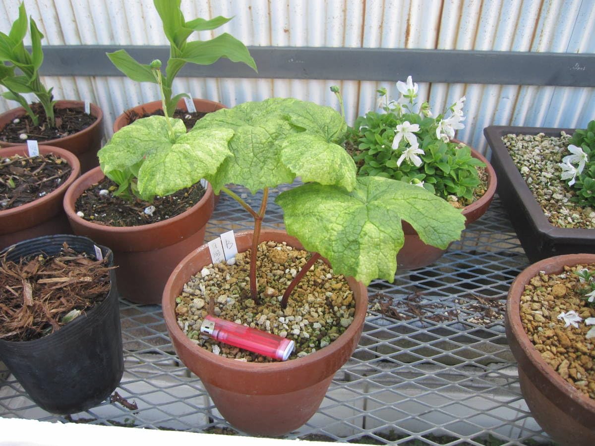 山野草　斑入り　サンカヨウ　5号鉢植え Amazon.co.jp: 山野草 斑入り サンカヨウ 6号B : おもちゃ
