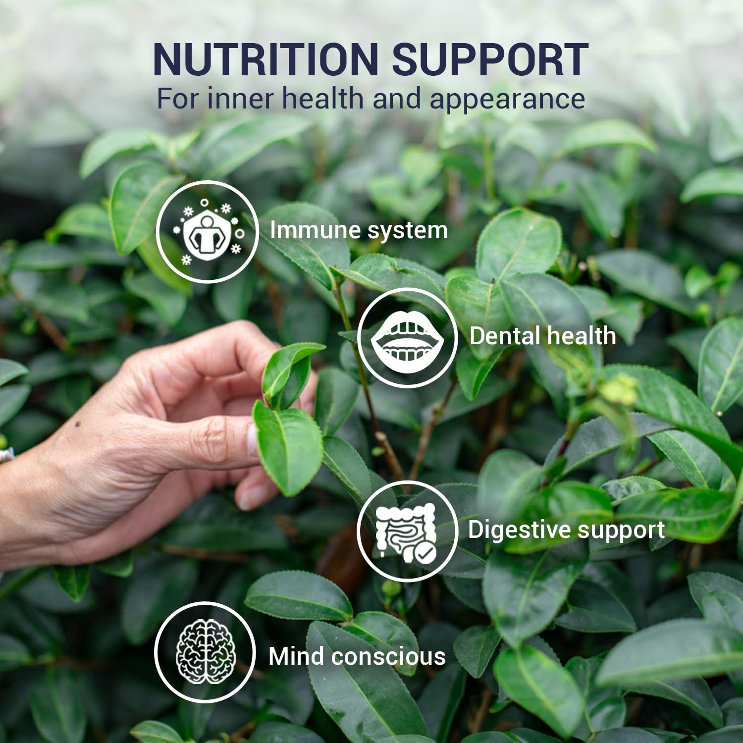 BACH TRA Oolong Tea Bundle – Premium Fermented Tea Buds | 10 Vacuum-Sealed Bags & 3.53 Oz Loose Leaf | Smooth & Mellow Flavor | Medium Caffeine | No Sugar Added | ISO HACCP Certified