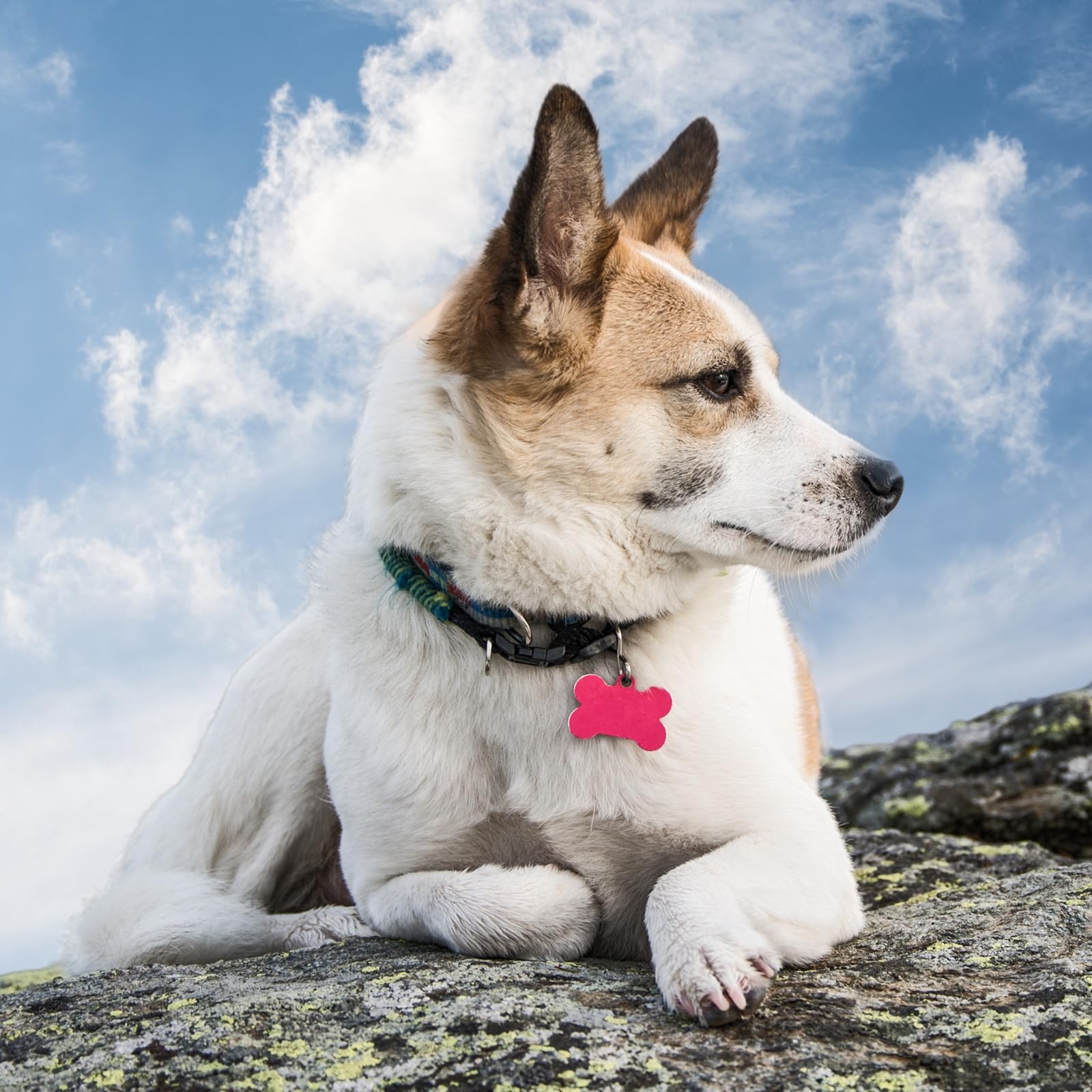 Insieme Dei Biscotti A Forma Di Osso Per Il Cane Su Fondo Rosa, Cura Di - Foto 3