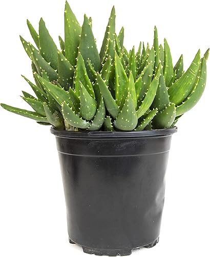 Miniatura 3 de Plantas suculentas reales para interiores aptas para tener con mascotas aloe crobsys