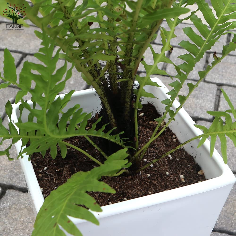Amazon｜ヒリュウシダ 6号スクエア鉢【品種で選べる観葉植物/1個売り