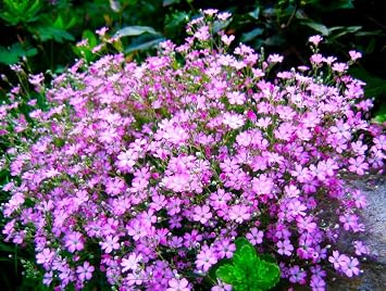 Seeds Pink Creeping Babys Breath 1000+ Seeds to Grow Perennial Spreading Gypsophila Perfect Groundcover or Cascade Over Walls