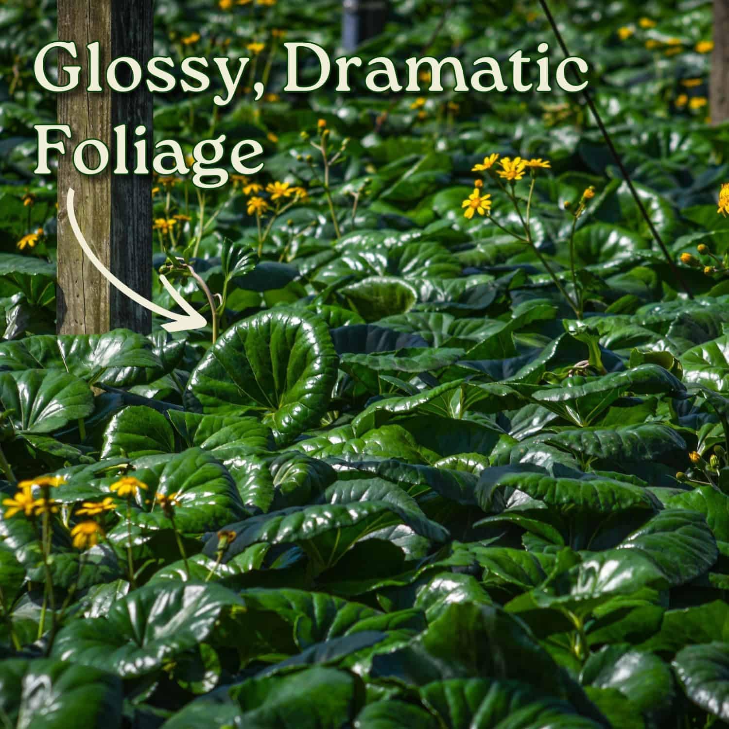 Tractor Seat Plant - Farfugium Japonicum Gigantea - Giant Leopard Plant - Overall Height 18" to 22" - Tropical Plants of Florida (Plant in Growers Pot)