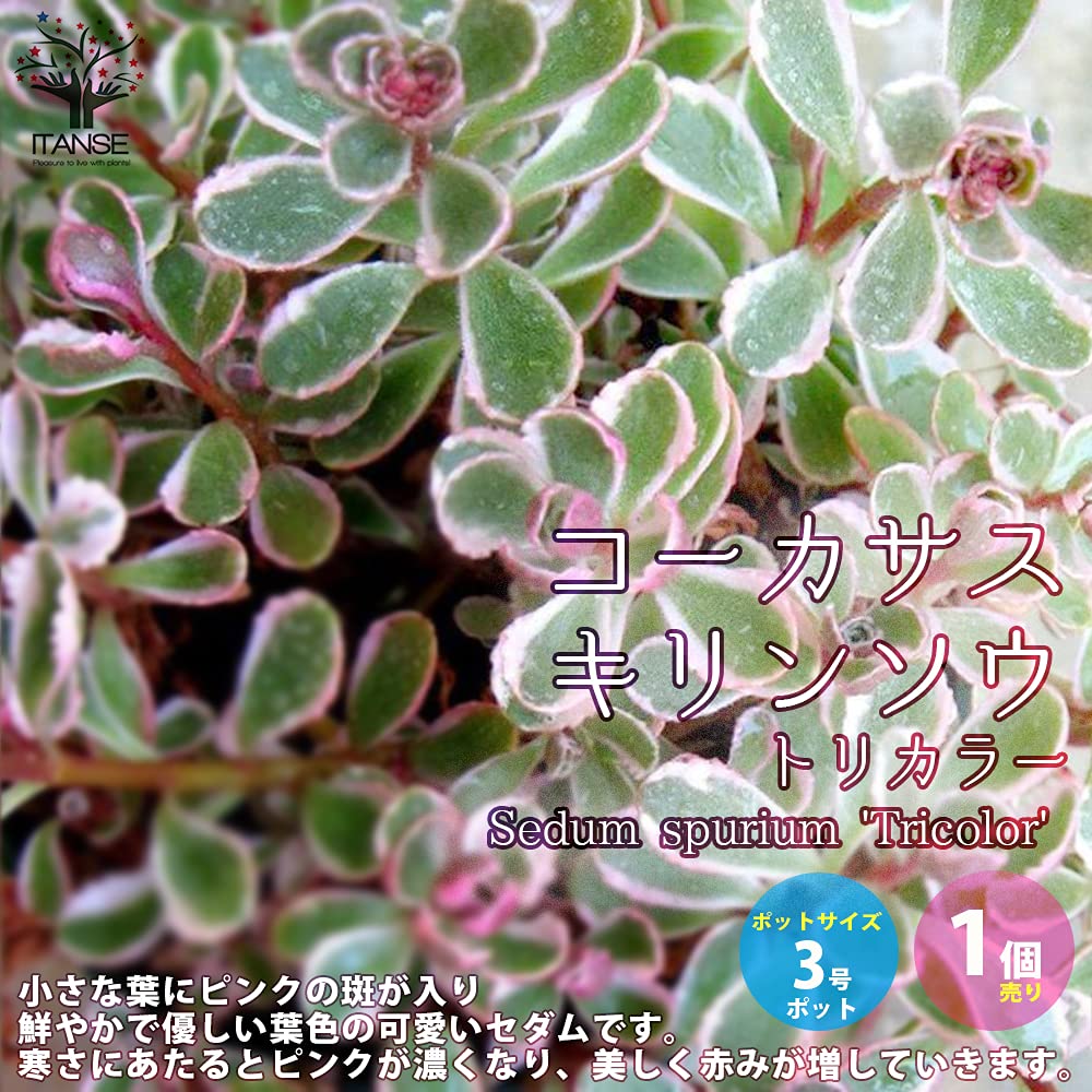 健康な多肉植物 緑と赤の色合い*3 健康な多肉植物 緑と赤の色合い*3 観葉植物