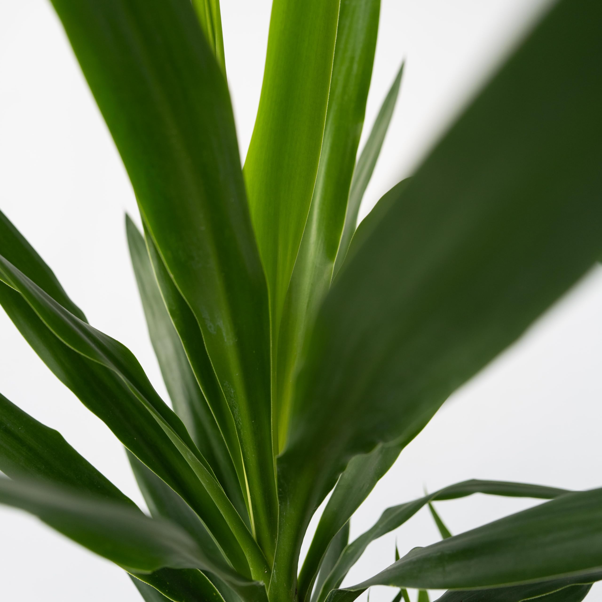 Plant in a Box - Yucca Éléphantipes - Plante d'intérieur - Pied d'éléphant - Pot 17cm - Hauteur 70-80cm