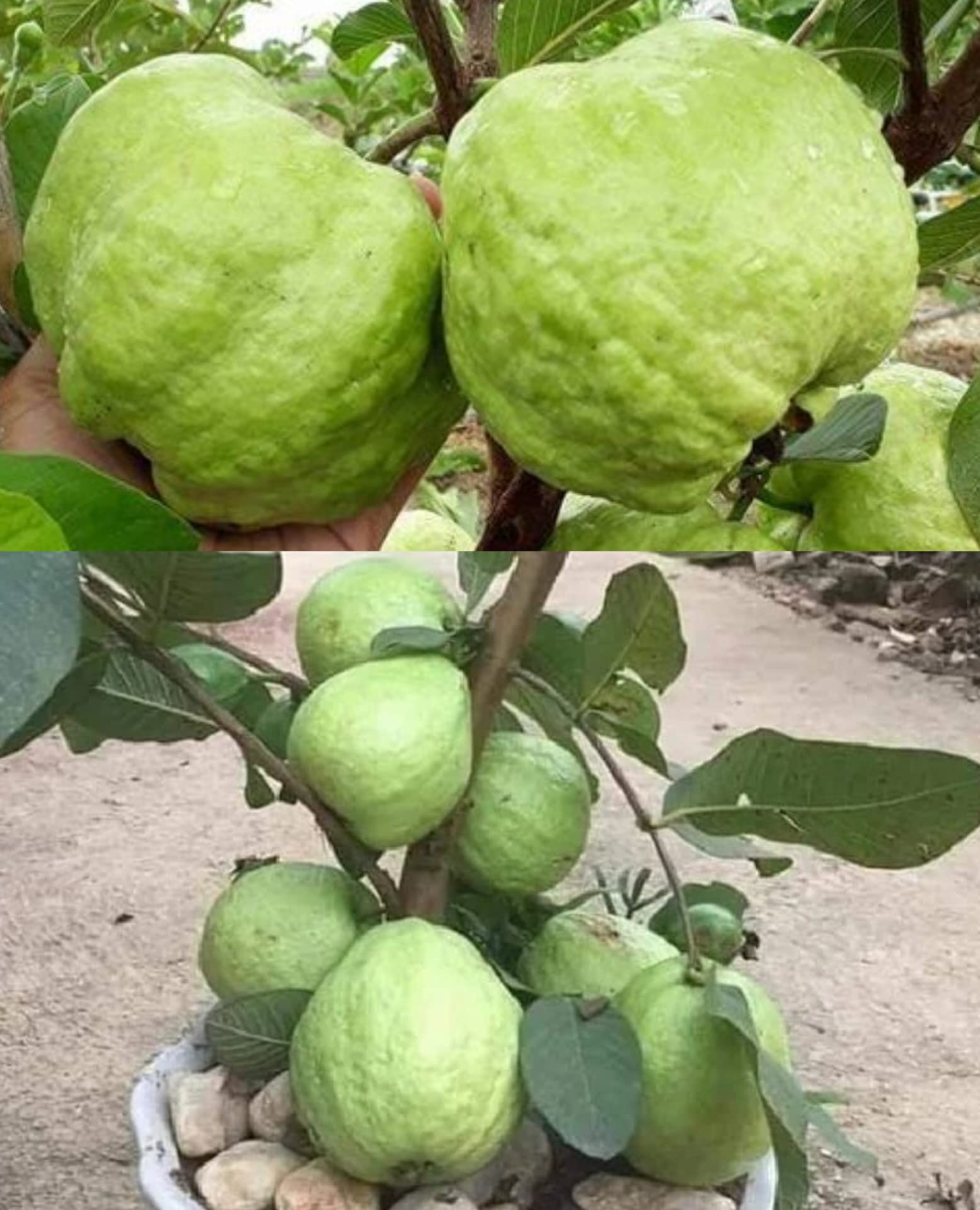 Native Earth Nursery® Red Diamond Guava Grafted Live Plant - Sweet Seedless Jamrukh Amrud Live Apple Guava (1 Healthy Plant Height- 2feet) (B0C37T4TBL) Amazon Price History, Amazon Price Tracker