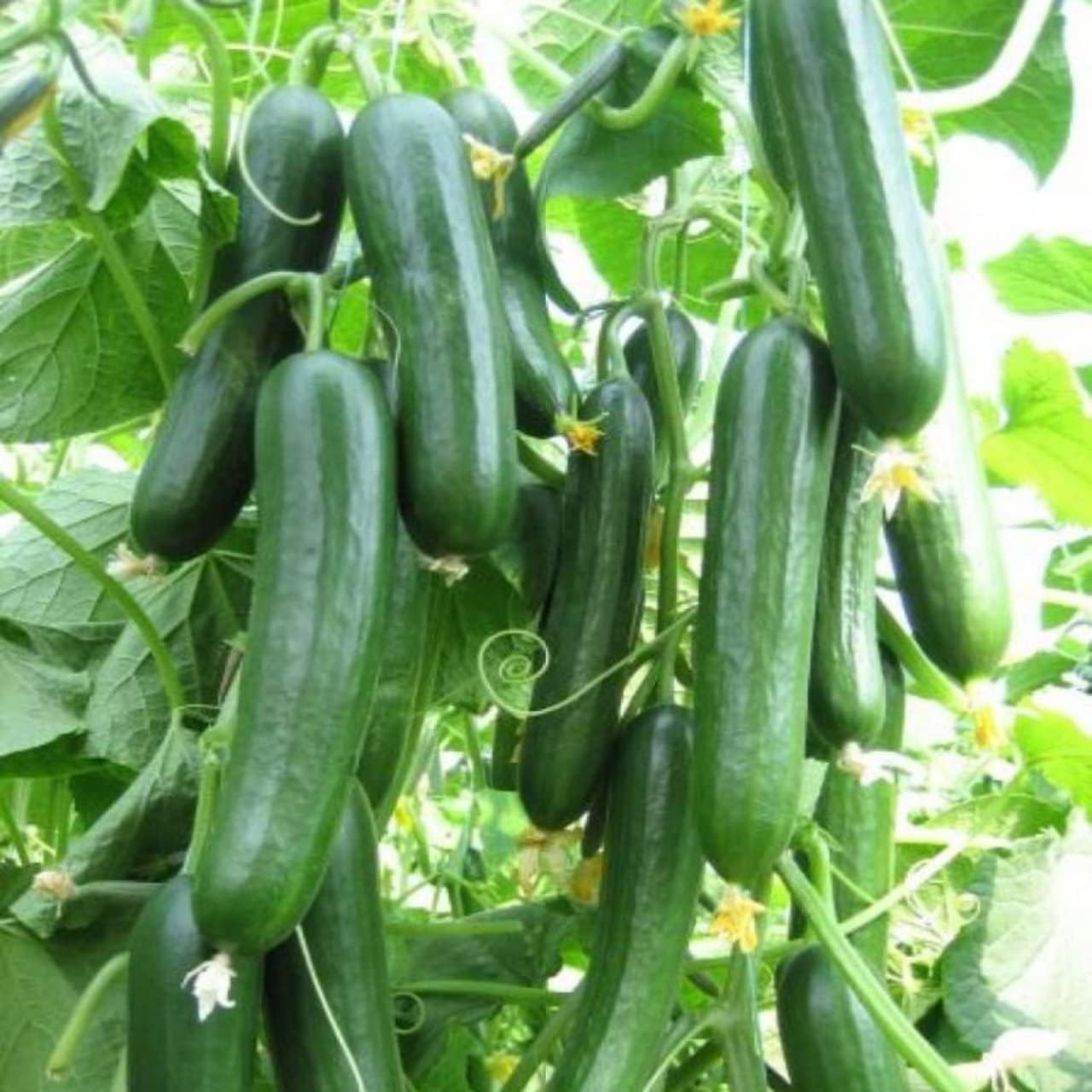 Doğal Salatalık Tohumu