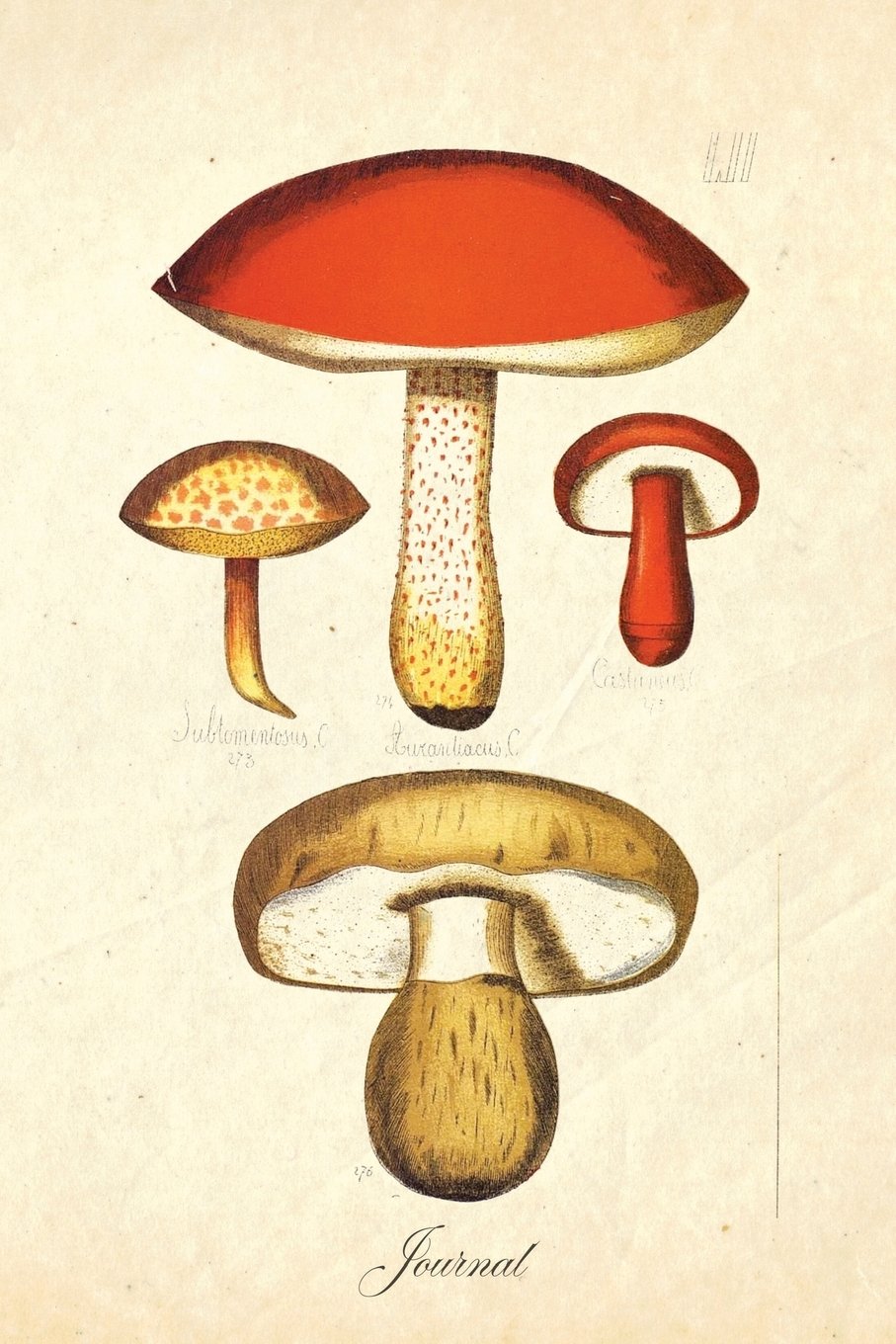 Journal: Vintage Antique Red Toadstool Mushroom Botanical Illustration - 120 Blank Lined 6x9 College Ruled Pages