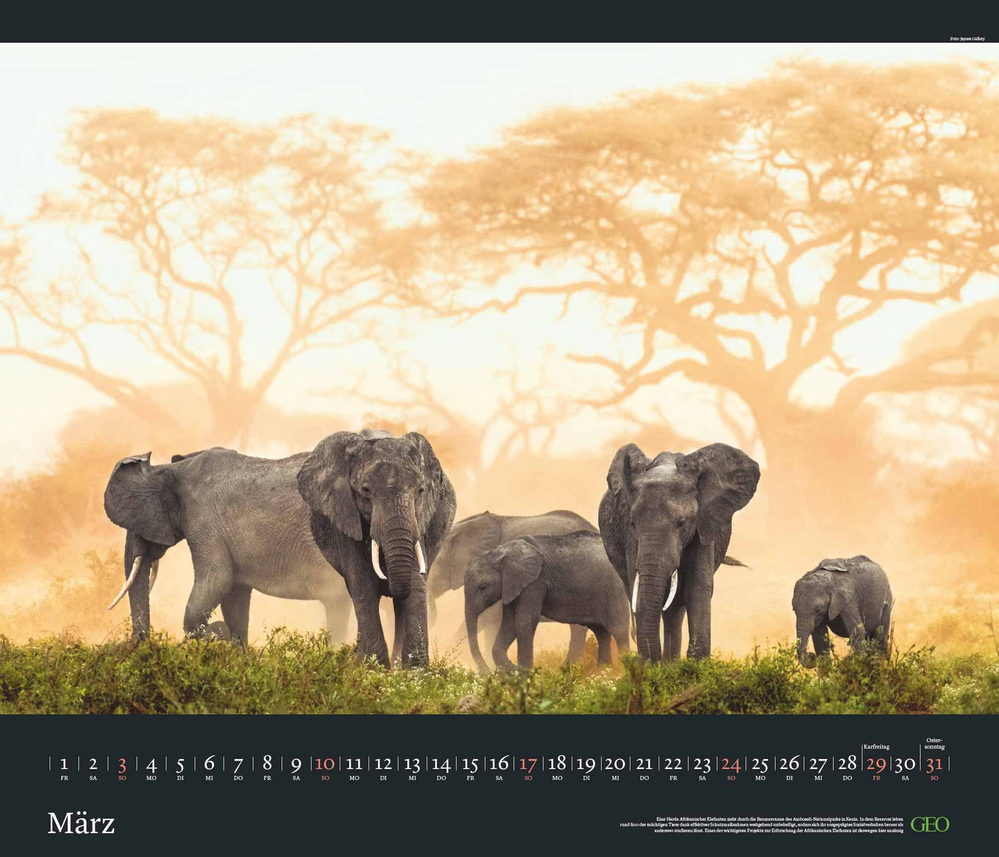 GEO Edition: Tierwelten 2024 - Wand-Kalender - Tier-Kalender - 70x60: Posterkalender, Mittel