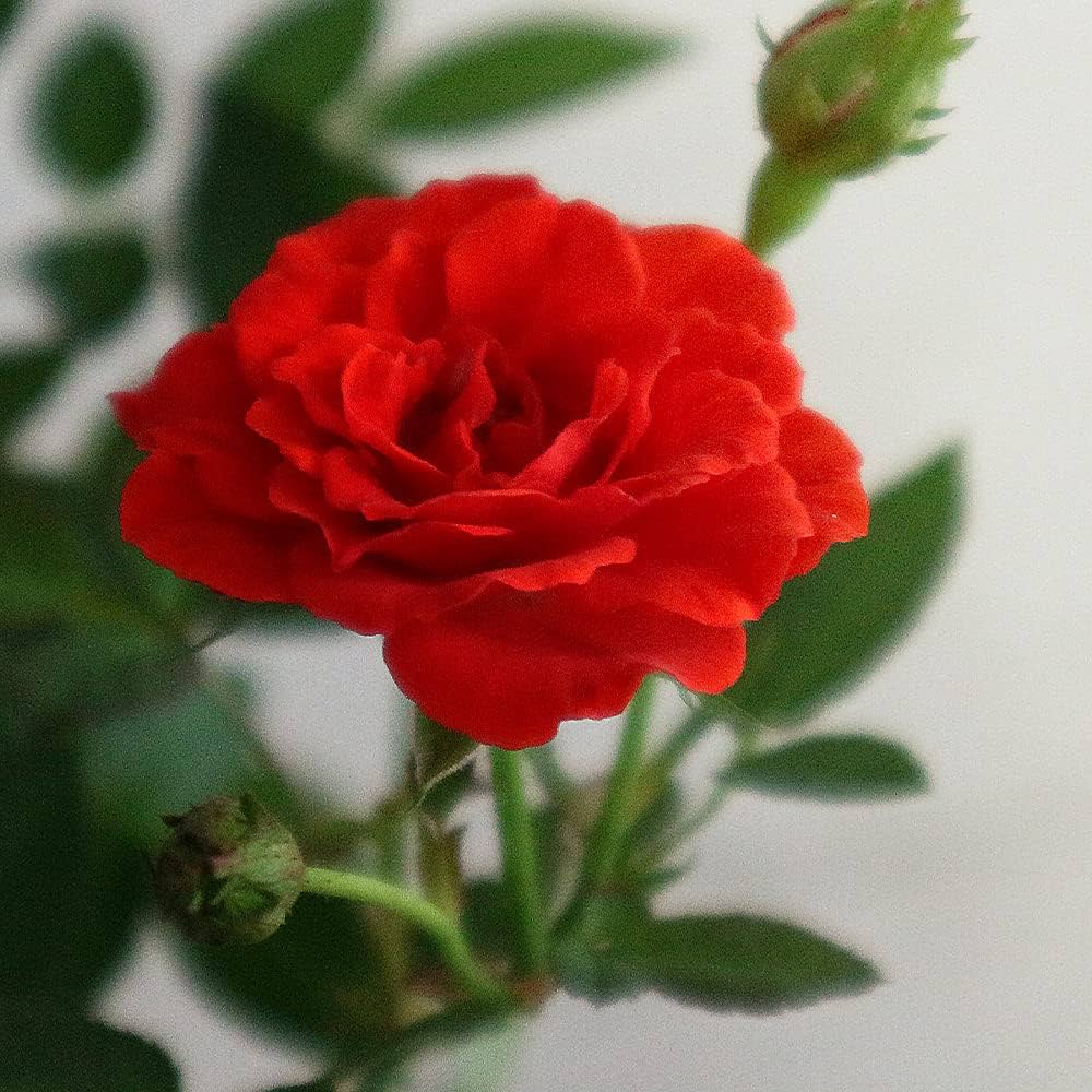 Amazon.co.jp: ミニ薔薇 シルクレッド4号鉢【品種で選べる薔薇苗