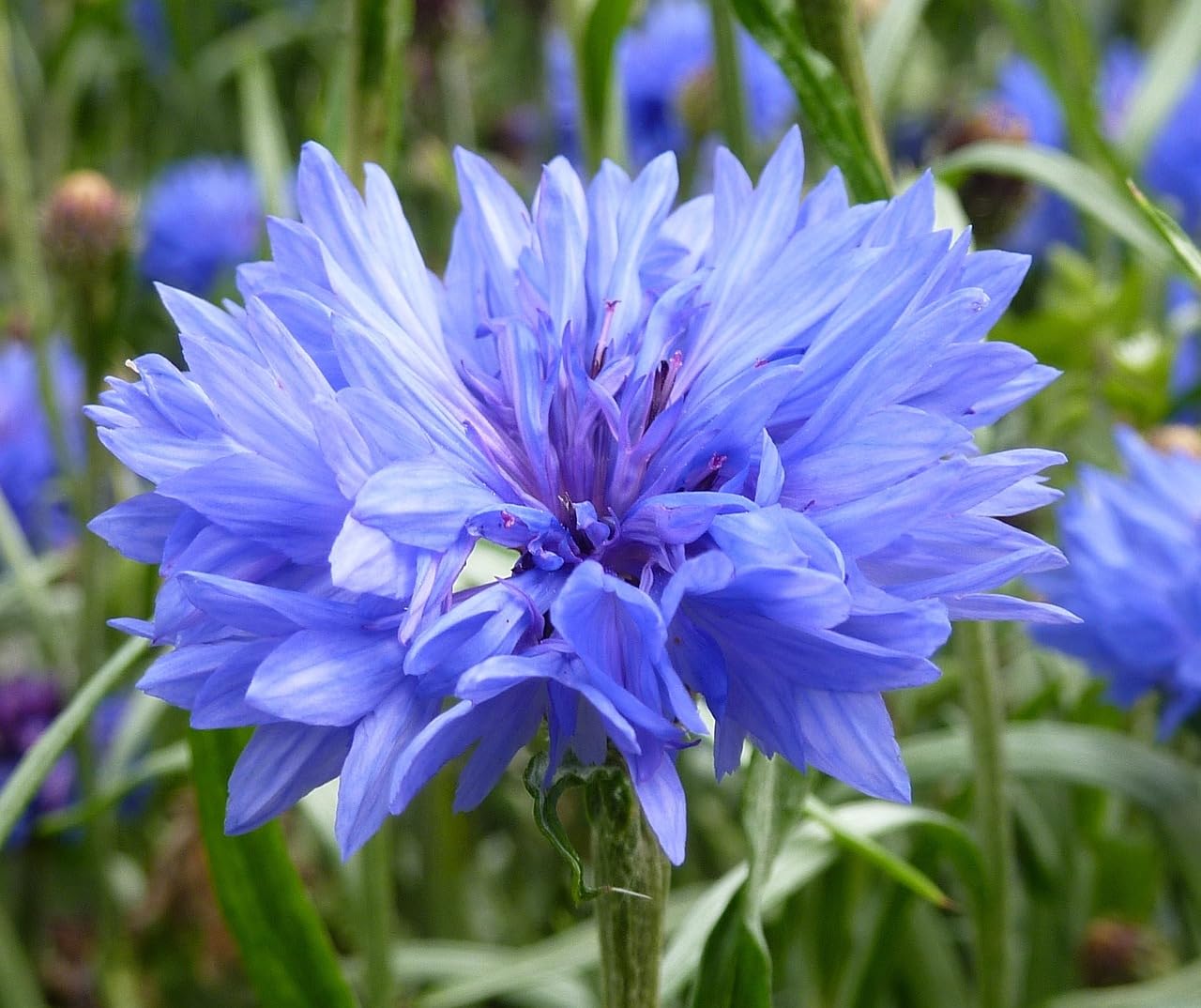Cornflower Seeds Blue 10 g Wildflower Cornflower Attracting Butterflies & Bees