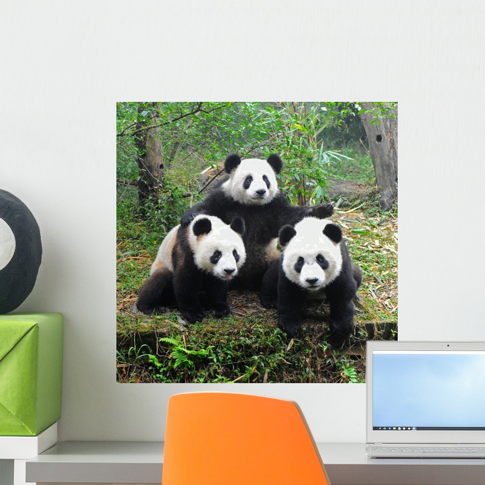 Wallmonkeys Giant Panda Bear Posing for Camera Peel and Stick Wall Decals WM3070 (18 in H x 18 in W)