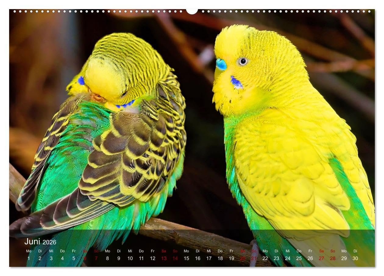 Wellensittiche - gesellige Freunde (hochwertiger Premium Wandkalender 2026 DIN A2 quer), Kunstdruck in Hochglanz: Bezaubernde Bilder niedlicher Wellis unterschiedlicher Farbgebung (CALVENDO Tiere)