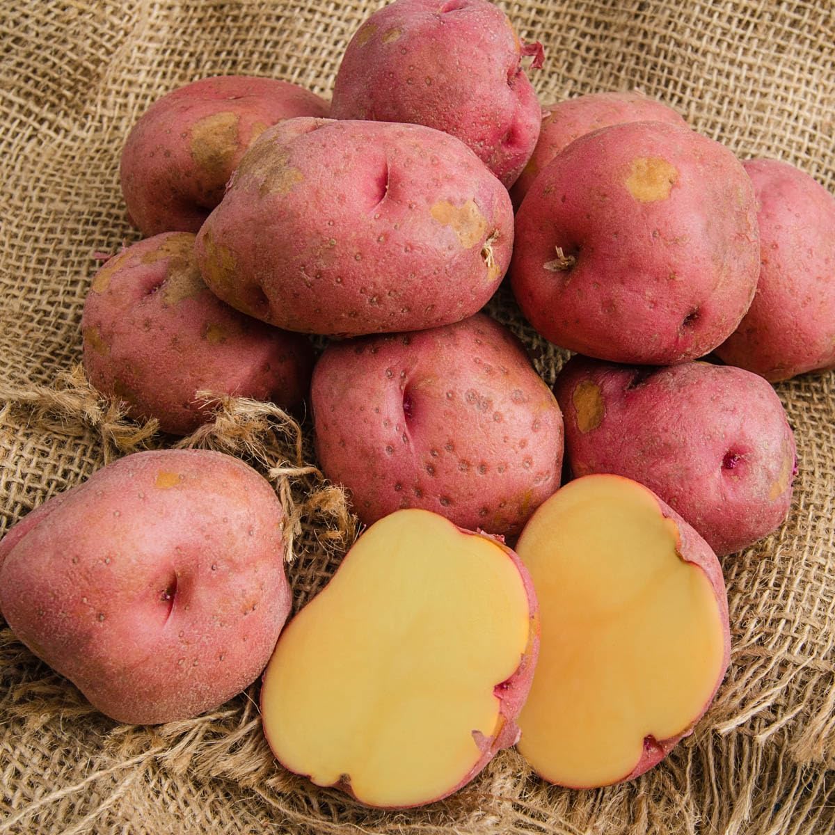 GURNEY'S - Red Gold Seed Potatoes - Includes one 2 lb. Bag of dormant Seed Potatoes for Planting Now, and Enjoying Later! Due to restrictions we Can't Ship to The States of ID, ME, MT, or NE