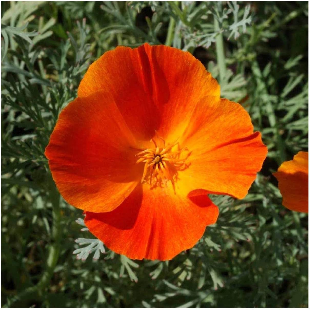 Everwilde Farms - 1 Lb Mikado California Poppy Wildflower Seeds - Gold Vault