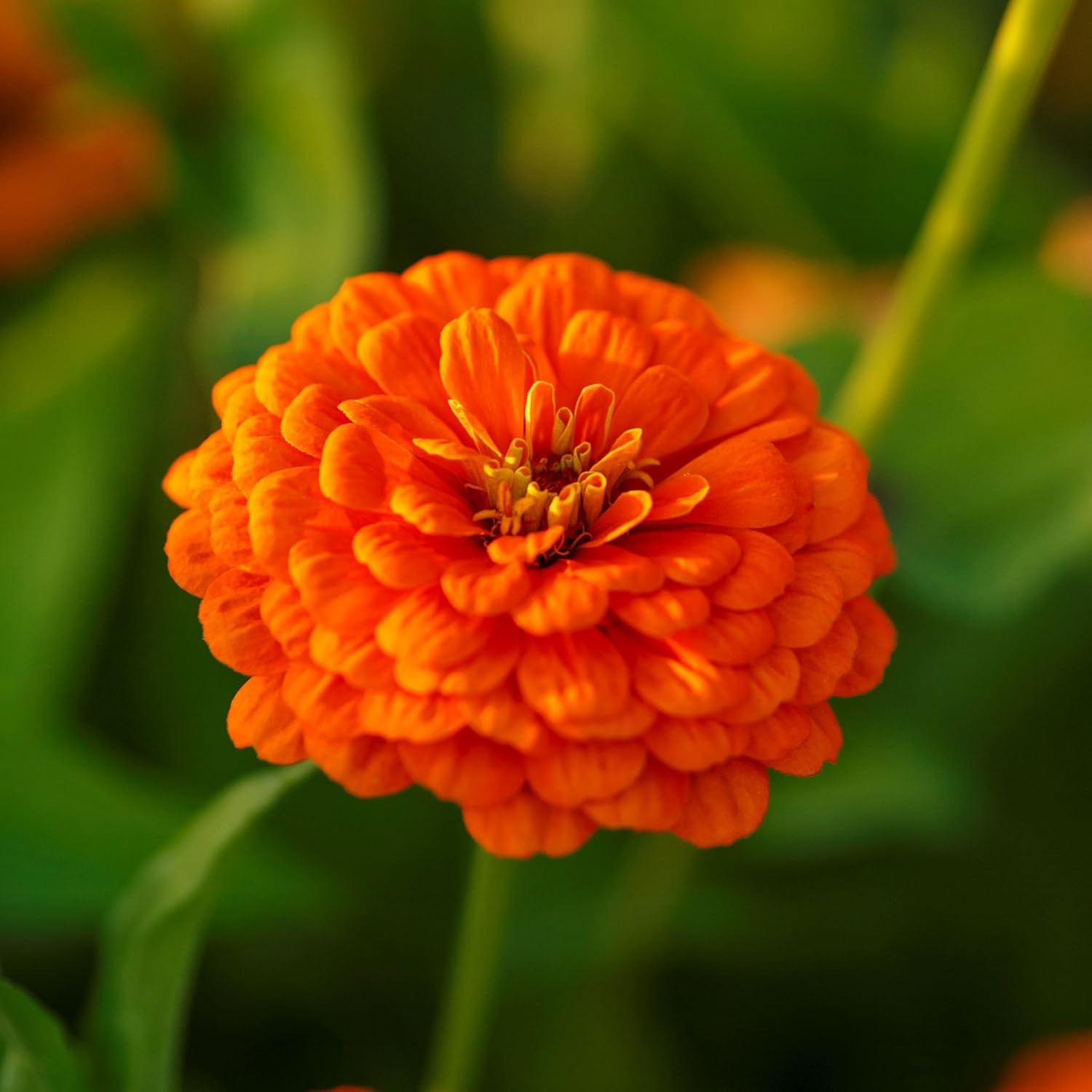 Eden Brothers Zinnia Seeds - Orange King, Non-GMO Seeds for Planting, 1/4 lb | Low-Maintenance Flower Seeds, Plant During Spring, Zones 3, 4, 5, 6, 7, 8, 9, 10