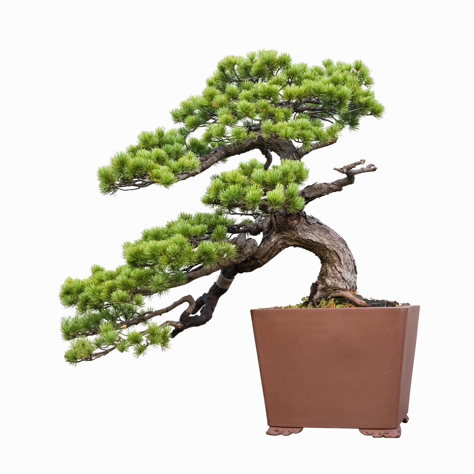 Amazon.com : 30 Japanese Red Pine Bonsai Seeds for Planting - Pinus  densiflora : Patio, Lawn & Garden