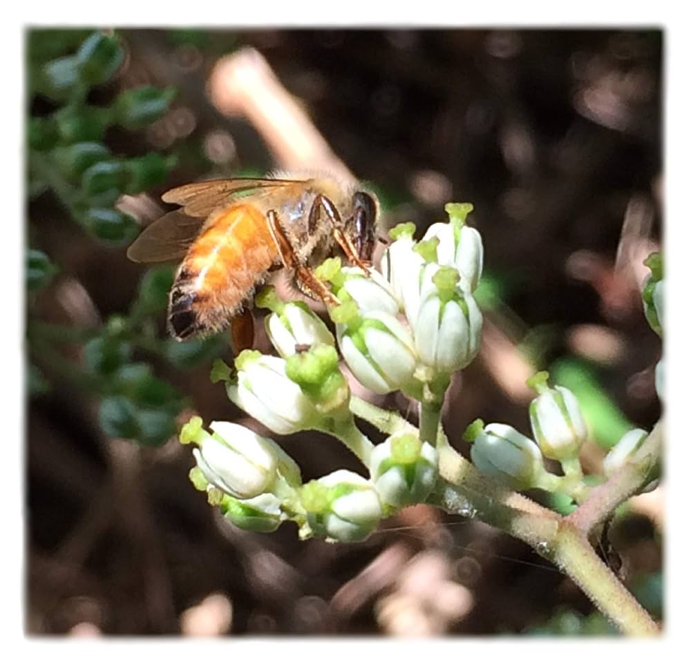 Amazon | 国産天然純粋蜂蜜【明蜂堂】自家採蜜 (百花500g) | 明