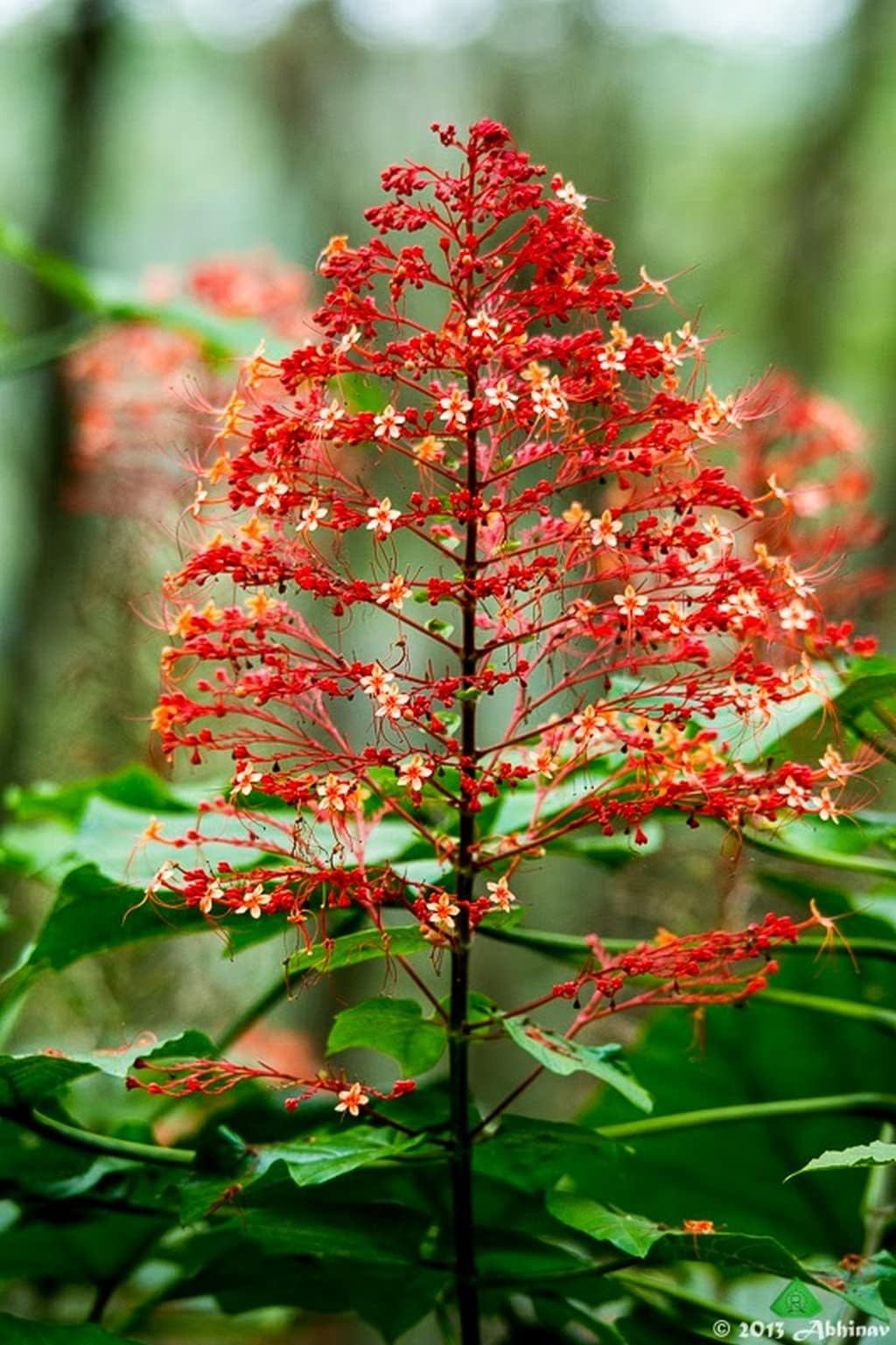 OhhSome Rare Plant Pagoda Flower/Hanuman Kireedam Krishna Clerodendrum Paniculatum Forbright Red Flowers All Spring And Summer (Healthy Live Plant)