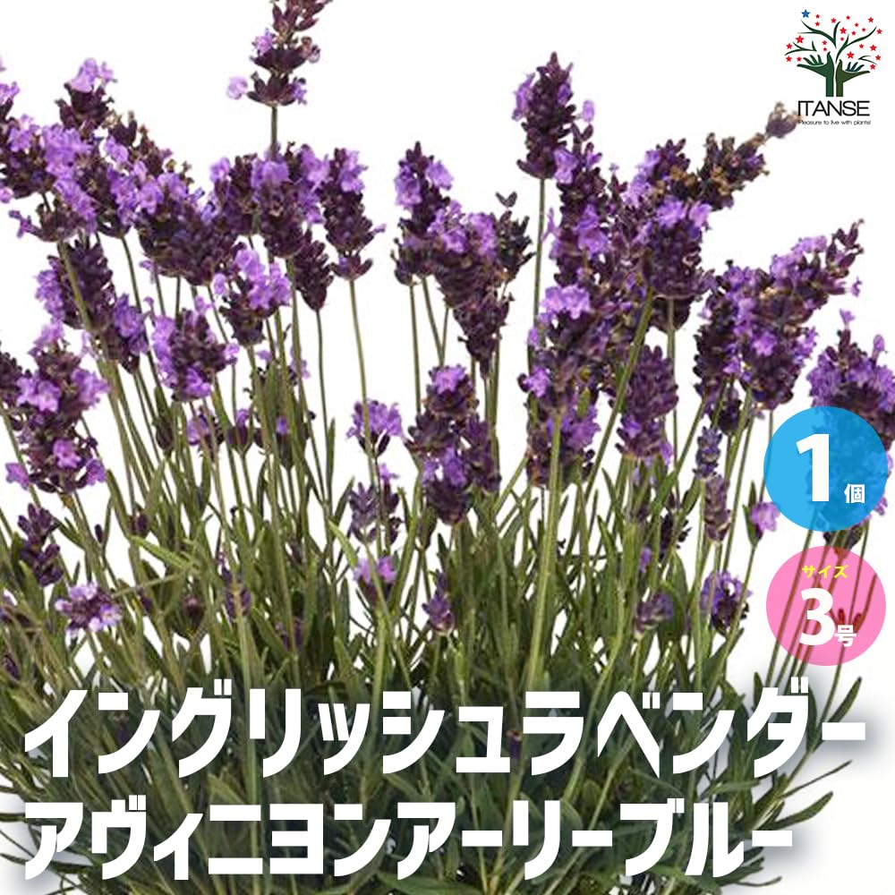 Amazon.co.jp: ITANSE イングリッシュラベンダー アヴィニョン